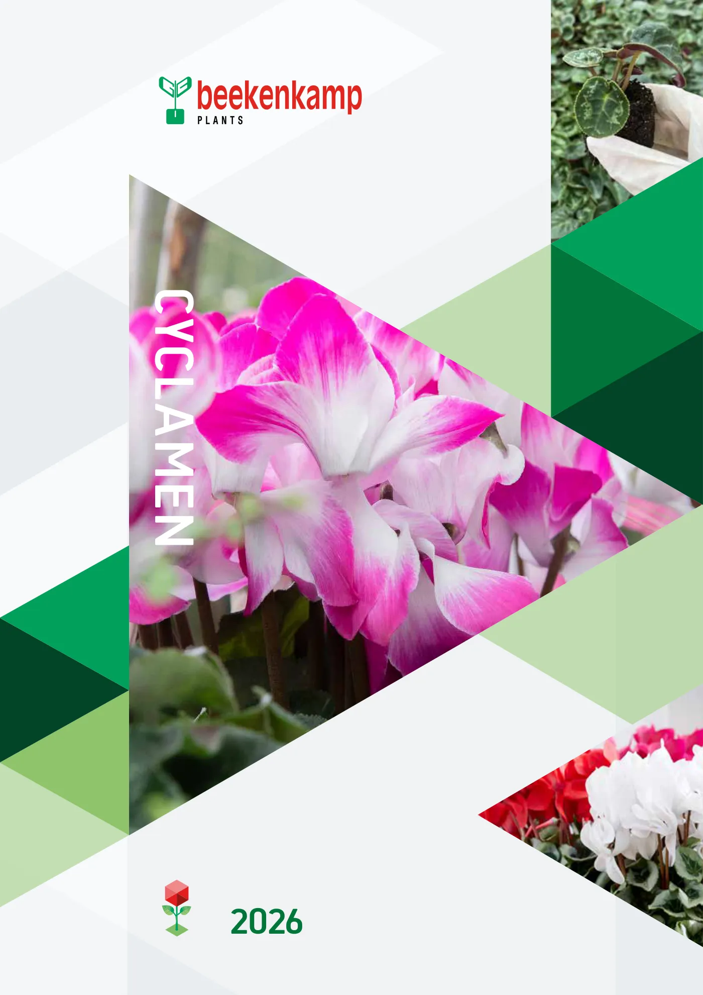 Beekenkamp Cyclamen 2026